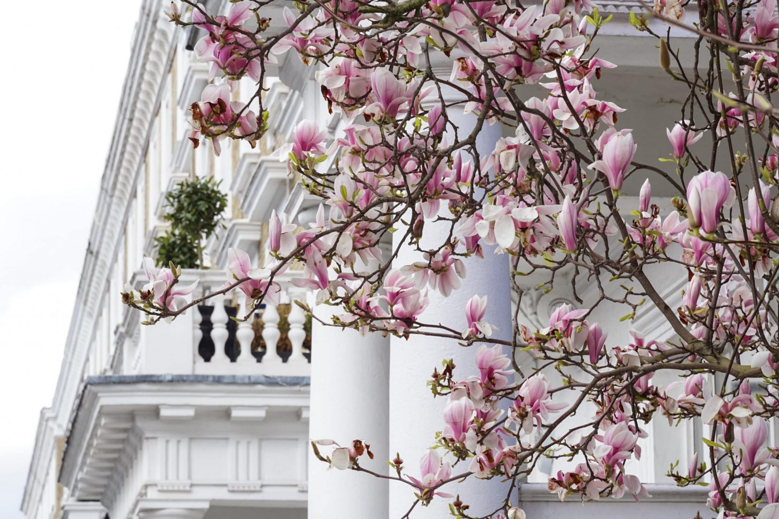magnolia tree london aalofts design scaled
